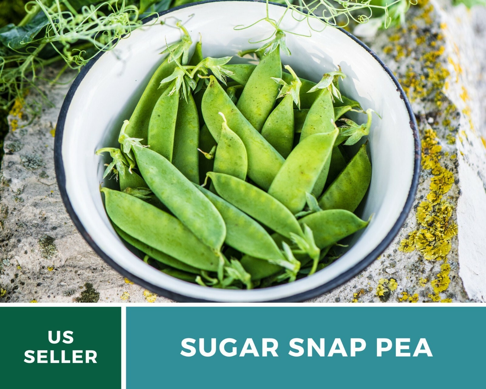 Peas, Sugar Snap – Heirloom Seeds – Sow Spring for midsummer or Summer for Fall
