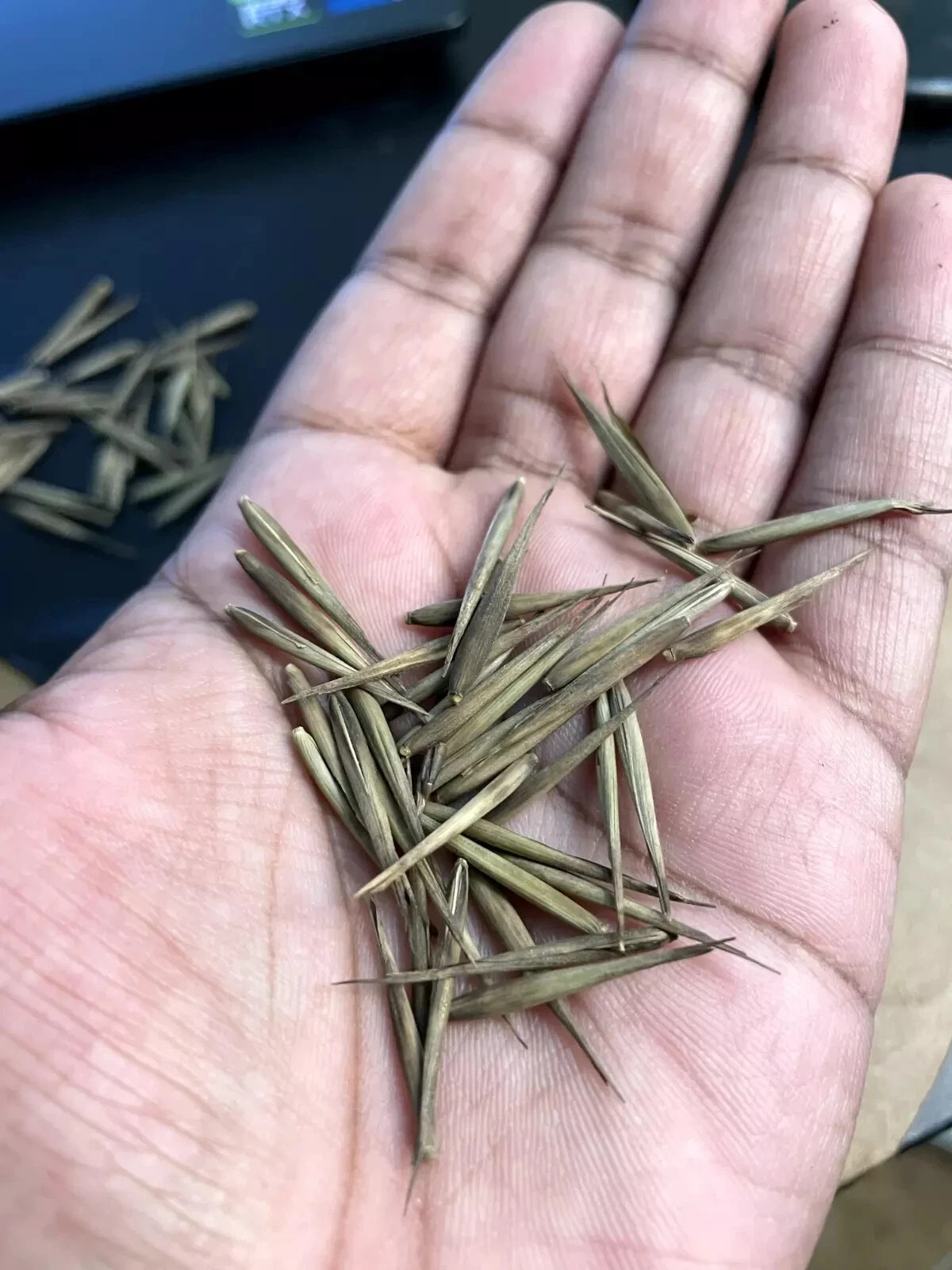 500+ MOSO Bamboo Seeds. Giant Phyllostachys edulis. USA Seller, Fast Shipping