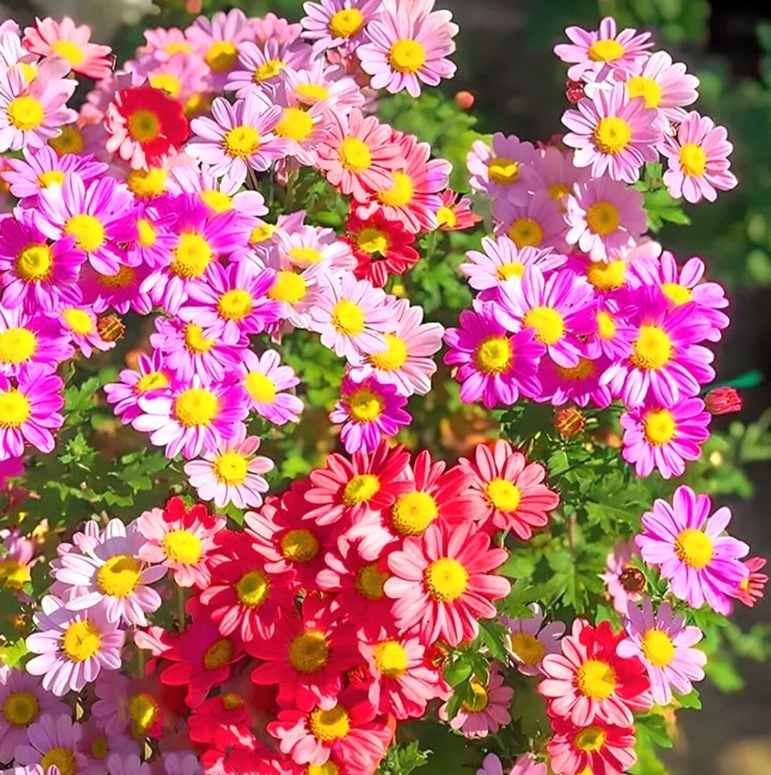 Pyrethrum SeedsTanacetum Chrysanthemum Painted Daisy Fresh Garden Seeds Heirloom