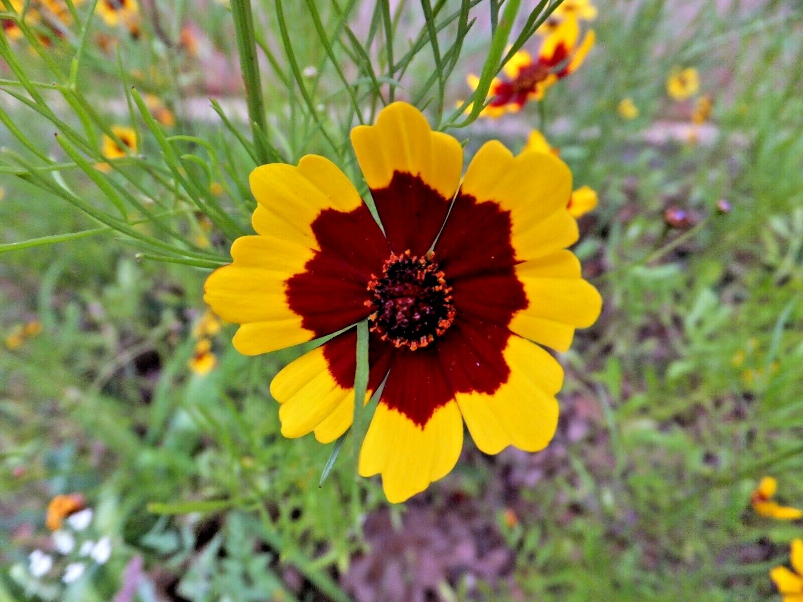 1001+PLAINS COREOPSIS Seeds Native Wildflower Drought Heat Pollinators Tickseed