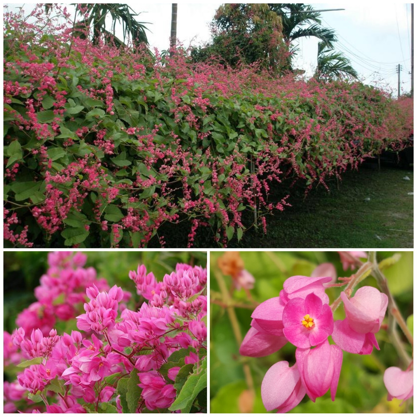 Coral Vine Antigonon leptopus~~SMALL Rooted Starter Plant~Butterflies love it!!!