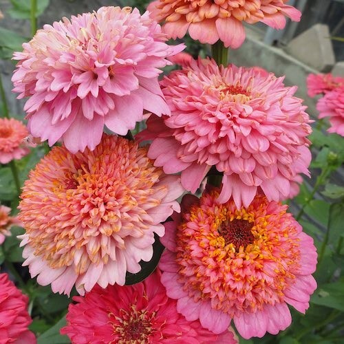 100+ Cupcakes Pink Mix Zinnia Seeds for Garden Planting – USA – FREE SHIPPING!