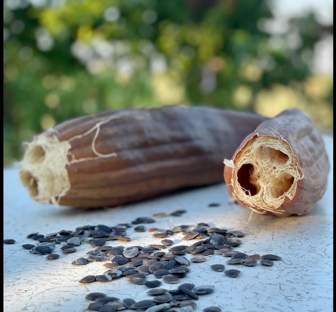 50 Luffa luffah loofa Sponge Gourd Seeds