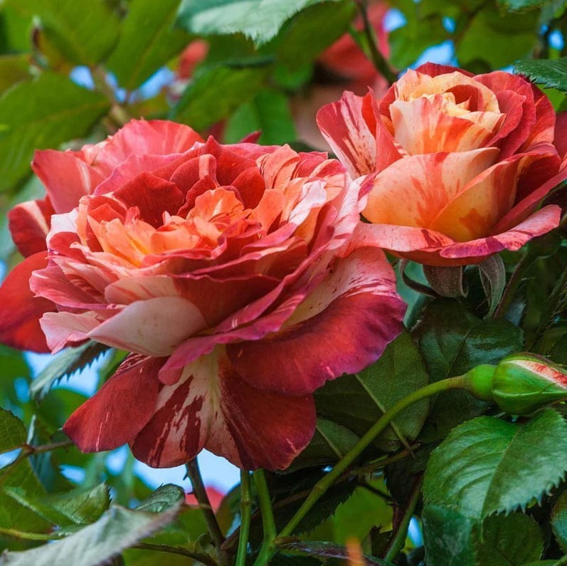 Tropical Lightning Climbing Rose Seeds – Pack 30 Seeds – Rose Flower Gardening