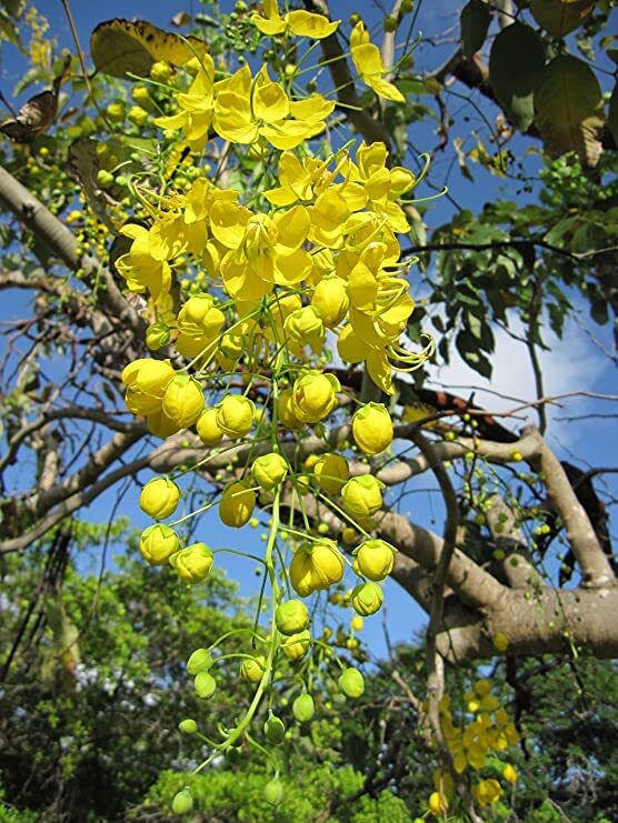 Golden Shower Tree Seeds for Planting (30 Seeds) – Stunning Weeping Yellow Bloom
