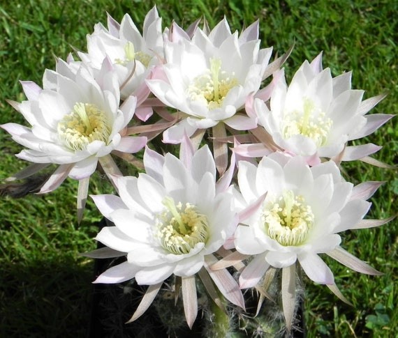 Echinopsis Ancistrophora aka Easter Lily Cactus 8 Seeds Free Shipping!
