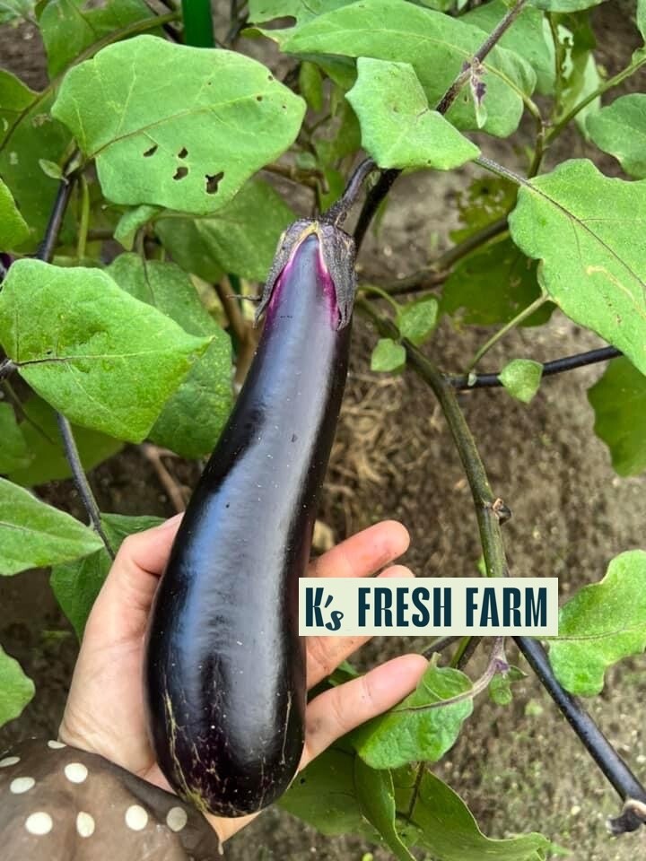 LONG PURPLE EGGPLANT SEEDS, HẠT CÀ TÍM DÀI, 紫茄子, 보라색 가지