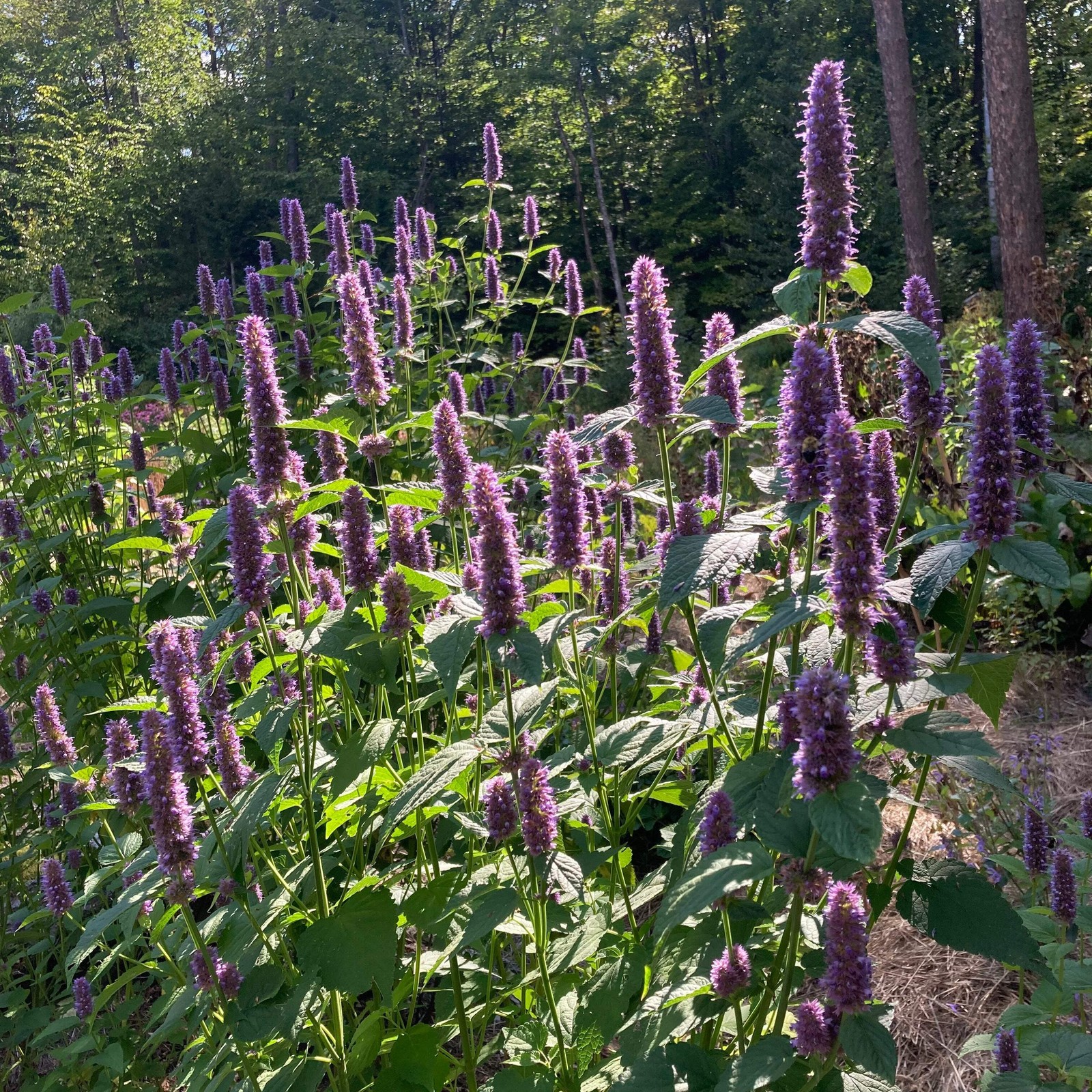 Korean Mint Seeds, Huo Xiang (Agastache rugosa) ~Herb Pollinator Garden