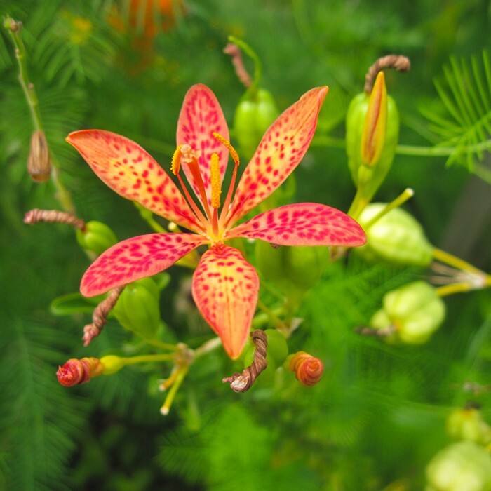 Iris Domestica / Belamcanda Chinensis 20 Seeds, Blackberry Herb or Leopard Lily