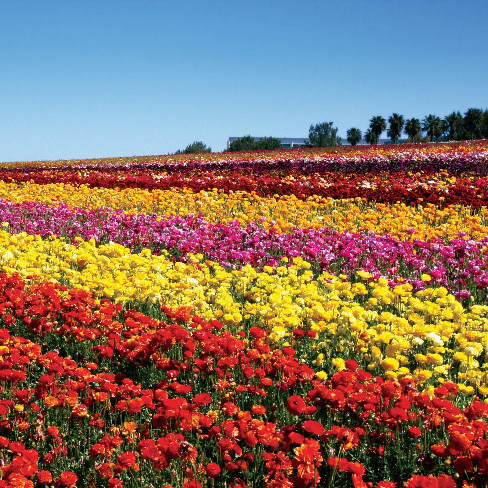 Ranunculus Buttercup Red 10 Flower Bulbs – Spring Red Blooms Temperate Sun