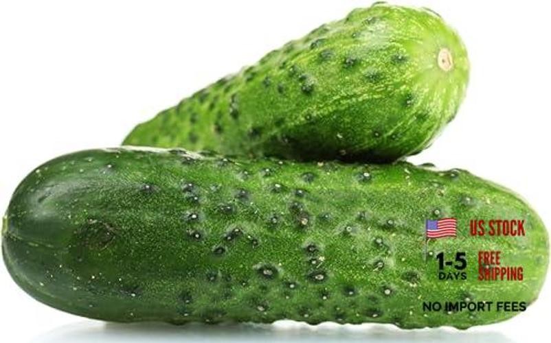 Seeds – Heirloom Non-GMO USA Grown – Compact Bush Variety Spacemaster Cucumber