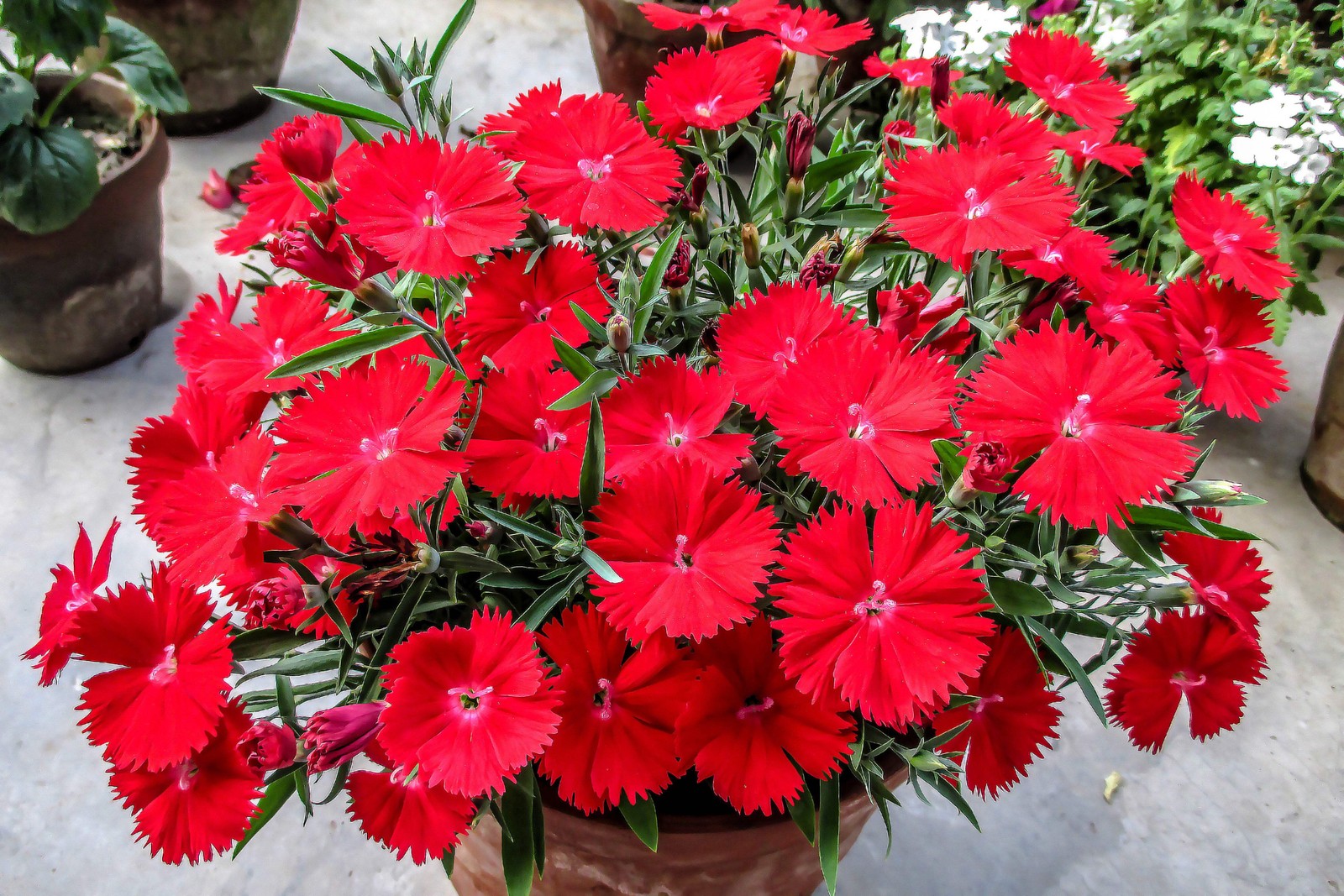 550 MAIDEN PINKS Dianthus Deltoides Flower Seeds