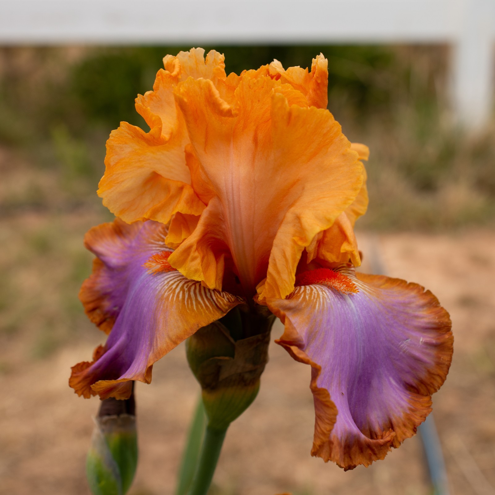 ** GRAND CANYON SUNSET ** Tall Bearded Iris. Combined Shipping: Jul – Sep