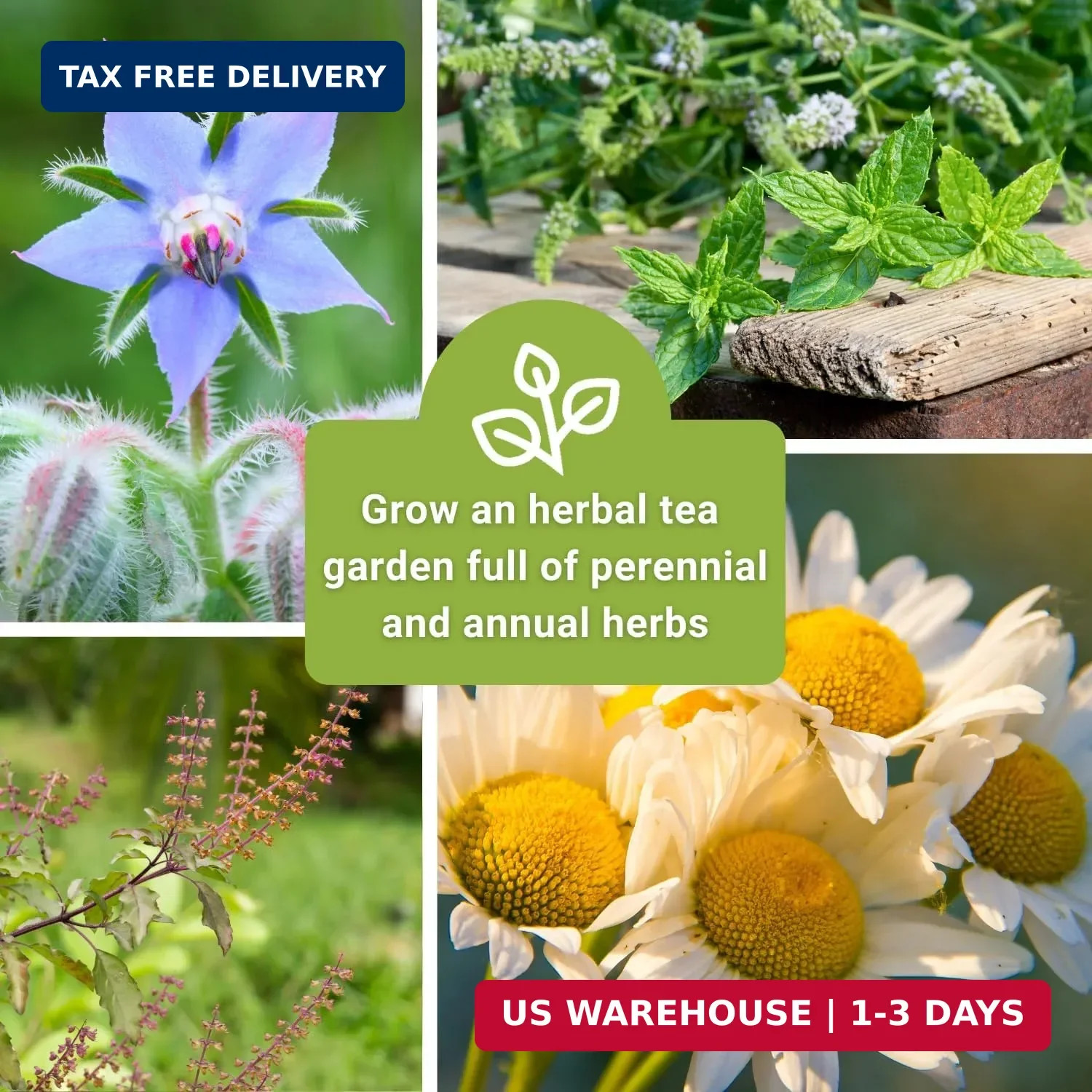 Sow Right Seeds – Large Herbal Tea Garden Seed Collection for Planting – Lemon B