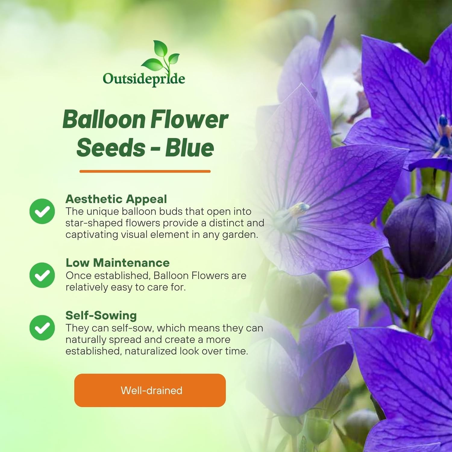 1000 Seeds Ballon Flower Seeds – Platycodon Grandiflora Blue Flower Seed