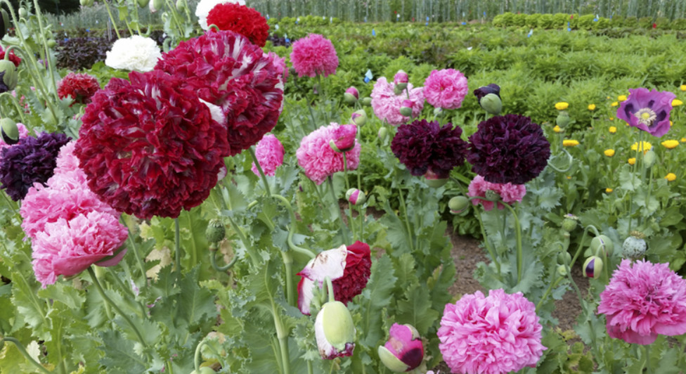 Poppy PERKY PEONY Mixed Colors Breadseed Double Blooms USA Organic 500 Seeds