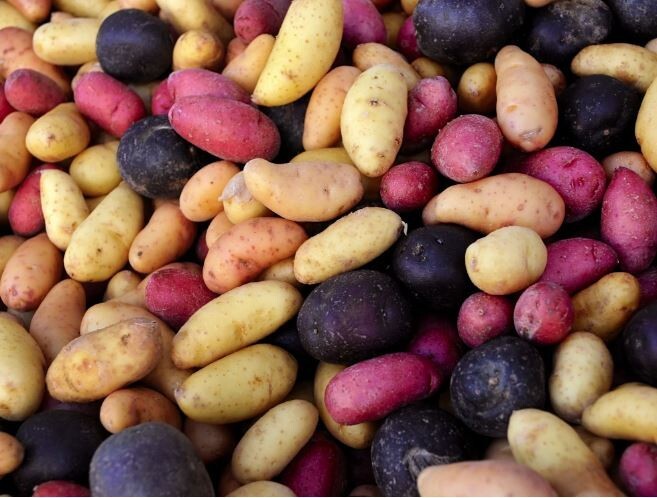 Potato Lover’s Mix – 2 lb pounds – Certified Non-GMO Seed Potatoes for Spring