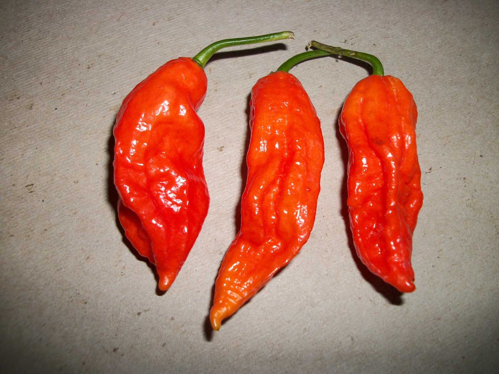 Ghost Bhut Jolokia Organic Seeds – Habanero – Very Large Red – Pkg 5+ – Ltd Qty