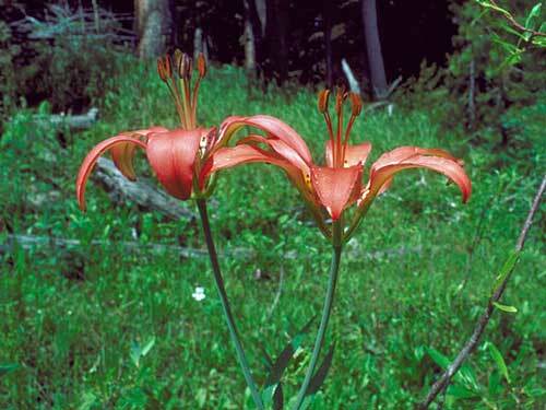 Lilium philadelphicum | Philadelphia, Prairie or Wood Lily | 10 Seeds