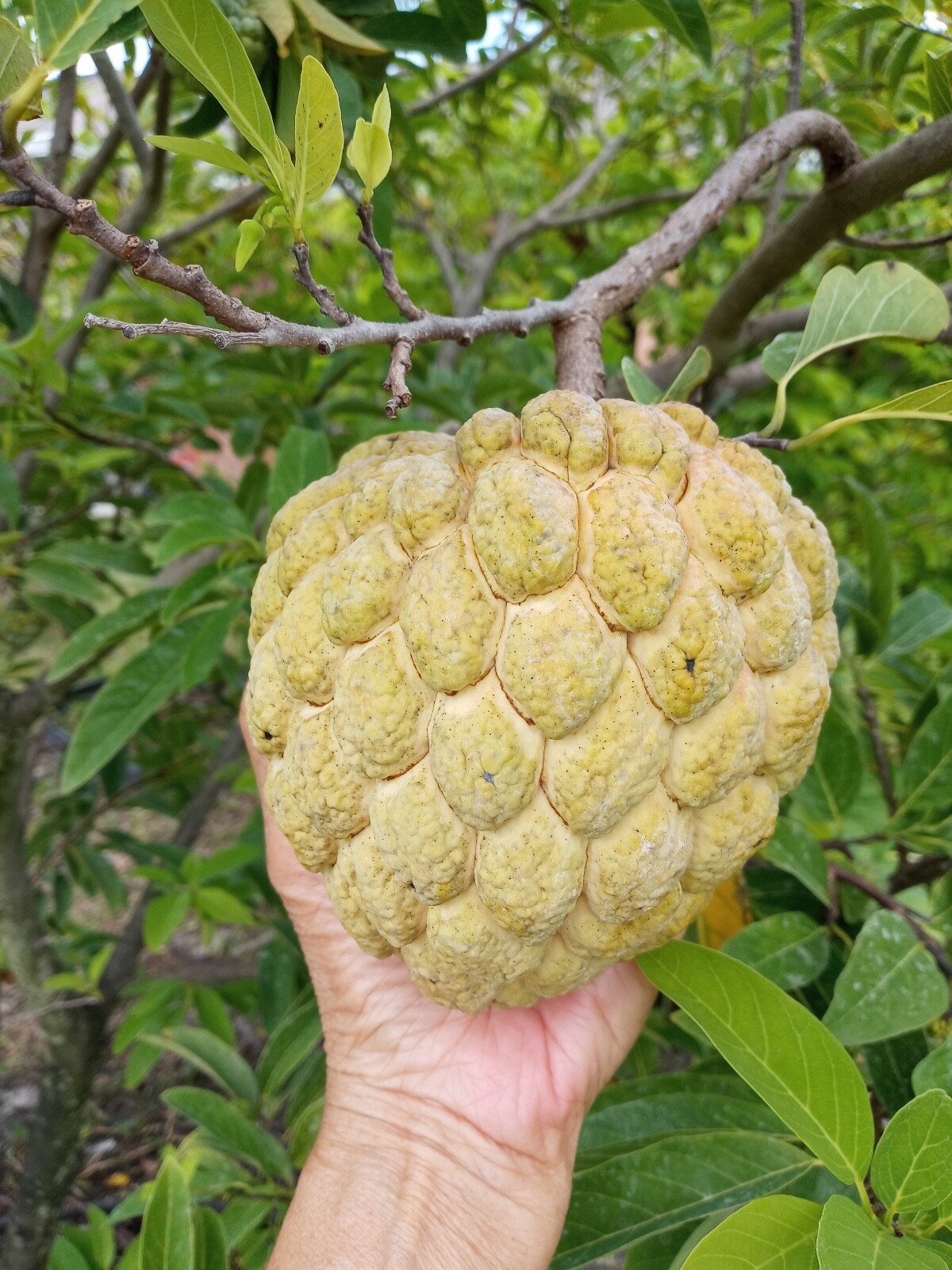 10 Seeds Organic Sugar Apple Annona Squamosa Tropical Fruit Plant , 2023 Season