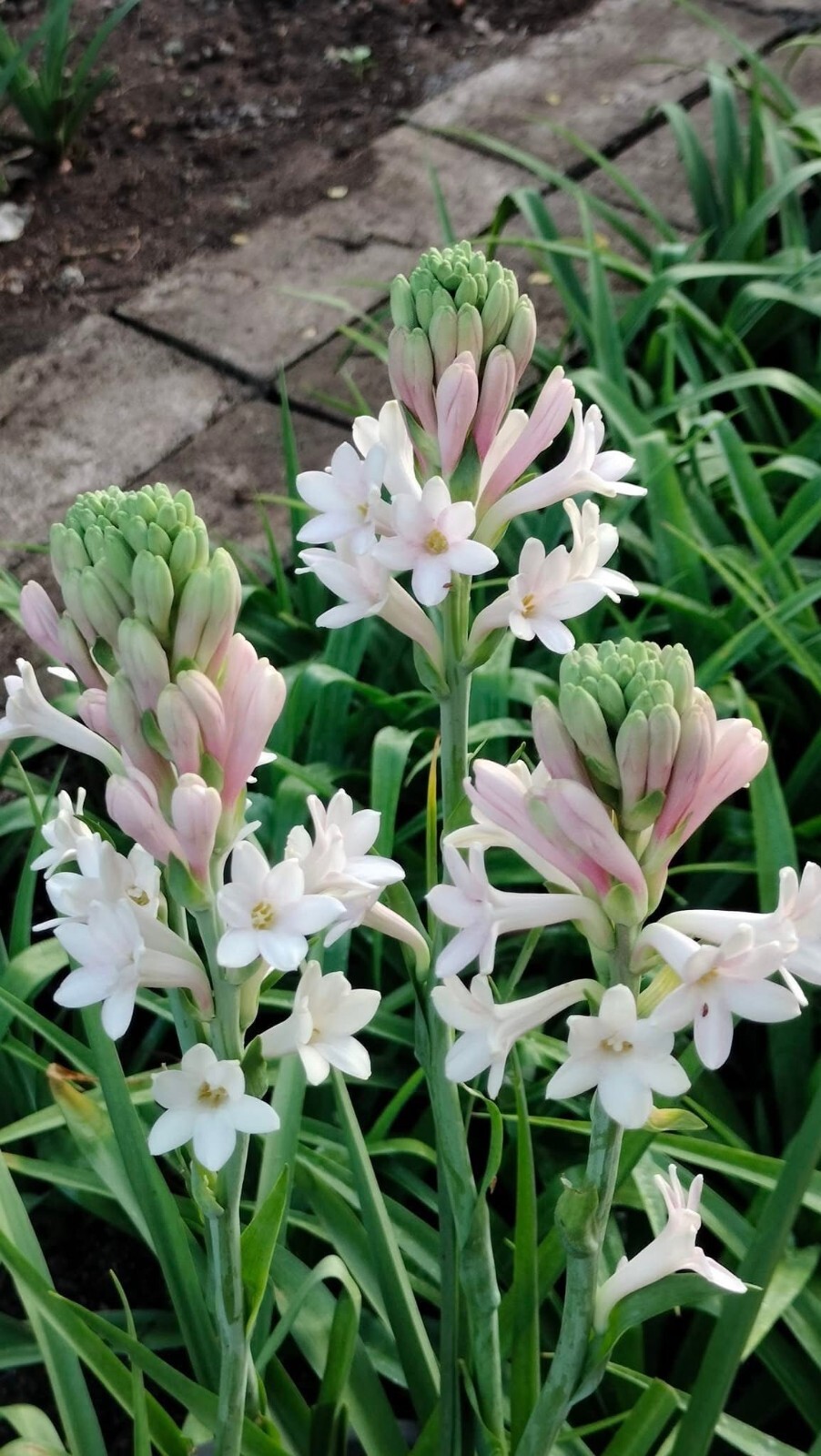 7 Single Mexican Tuberose Polianthes Lily SMALL BULBS~Fragrant~Heat Hardy