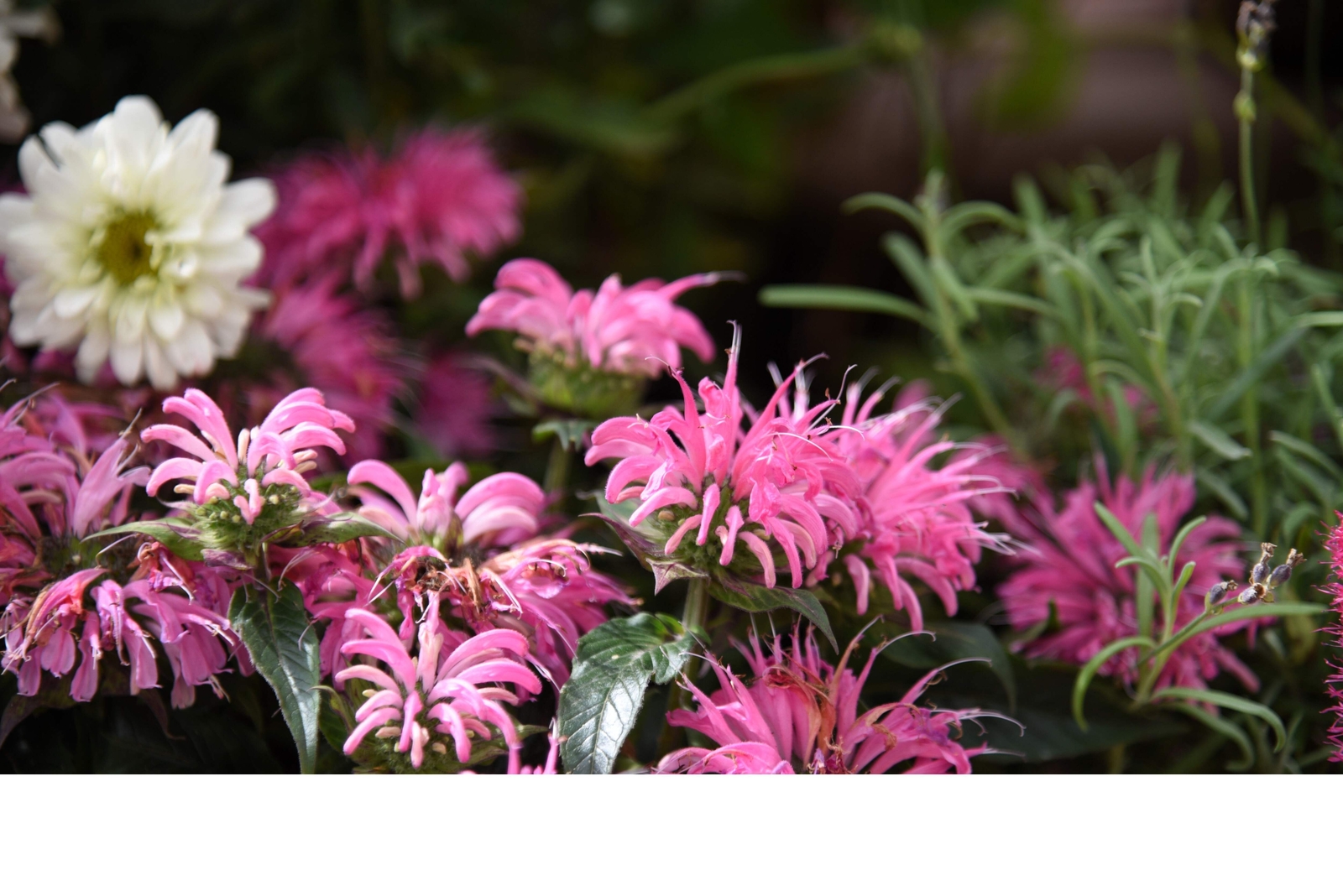20 Dwarf PINK BEE BALM Monarda Bradburiana Eastern Beebalm Herb Flower Seeds