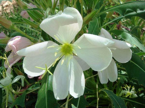 Oenothera caespitosa | Fragrant, Tufted or White Evening-Primrose | 10 Seeds