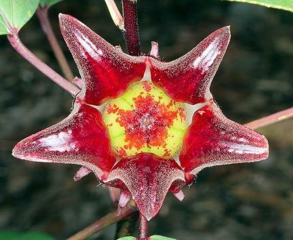Hibiscus sabdariffa | Yellow Flower | Roselle | Karkadeh | Pundi Palle | 10 Seed