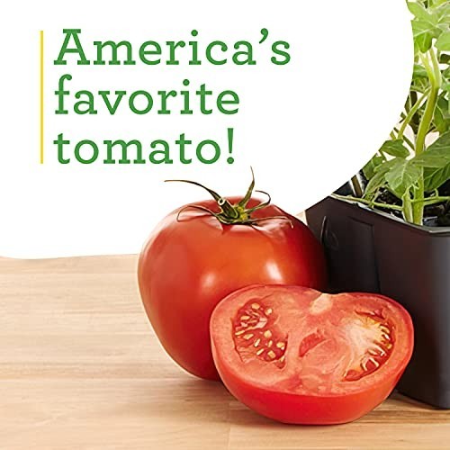 Better Boy Tomato Plants 4 Pack – Disease Resistant, Non-GMO, Large 16 oz Fruit
