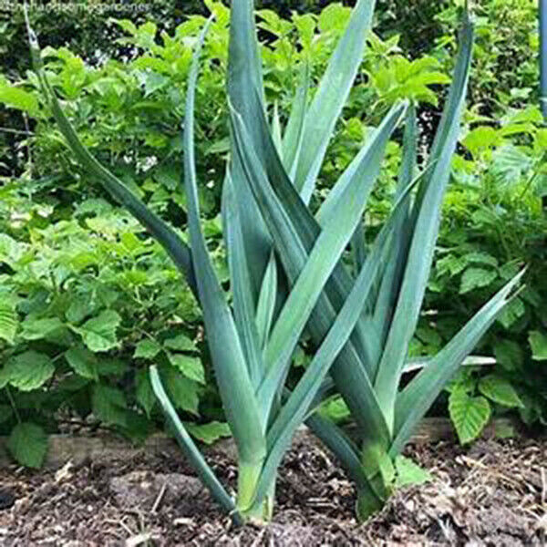 SCARBOROUGH SEEDS LARGE AMERICAN FLAG LEEK 500 SEEDS HEIRLOOM | NON-GMO | USA