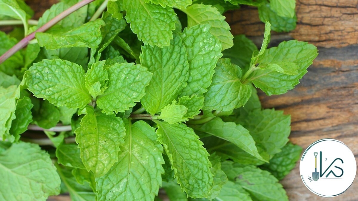 1000+ PEPERMINT HERB SEEDS – RAU HÚNG LŨI | 95% GERMINATION NON-GMO, FREE SHIP |