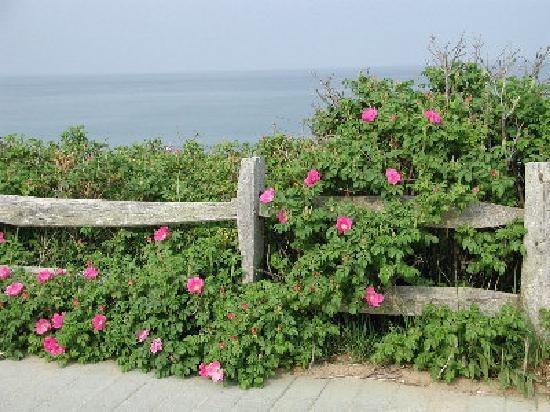 Pink Rugosa Rose, Rosa rugosa Pink, Shrub Seeds