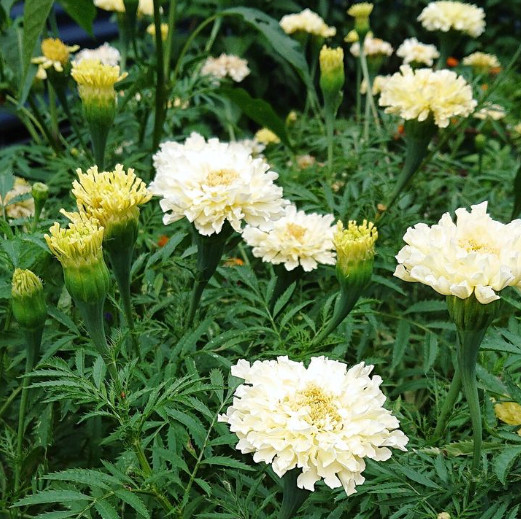 African Marigold KILIMANJARO MIX White, Yellow, Cream Tall Non-GMO 100 Seeds!