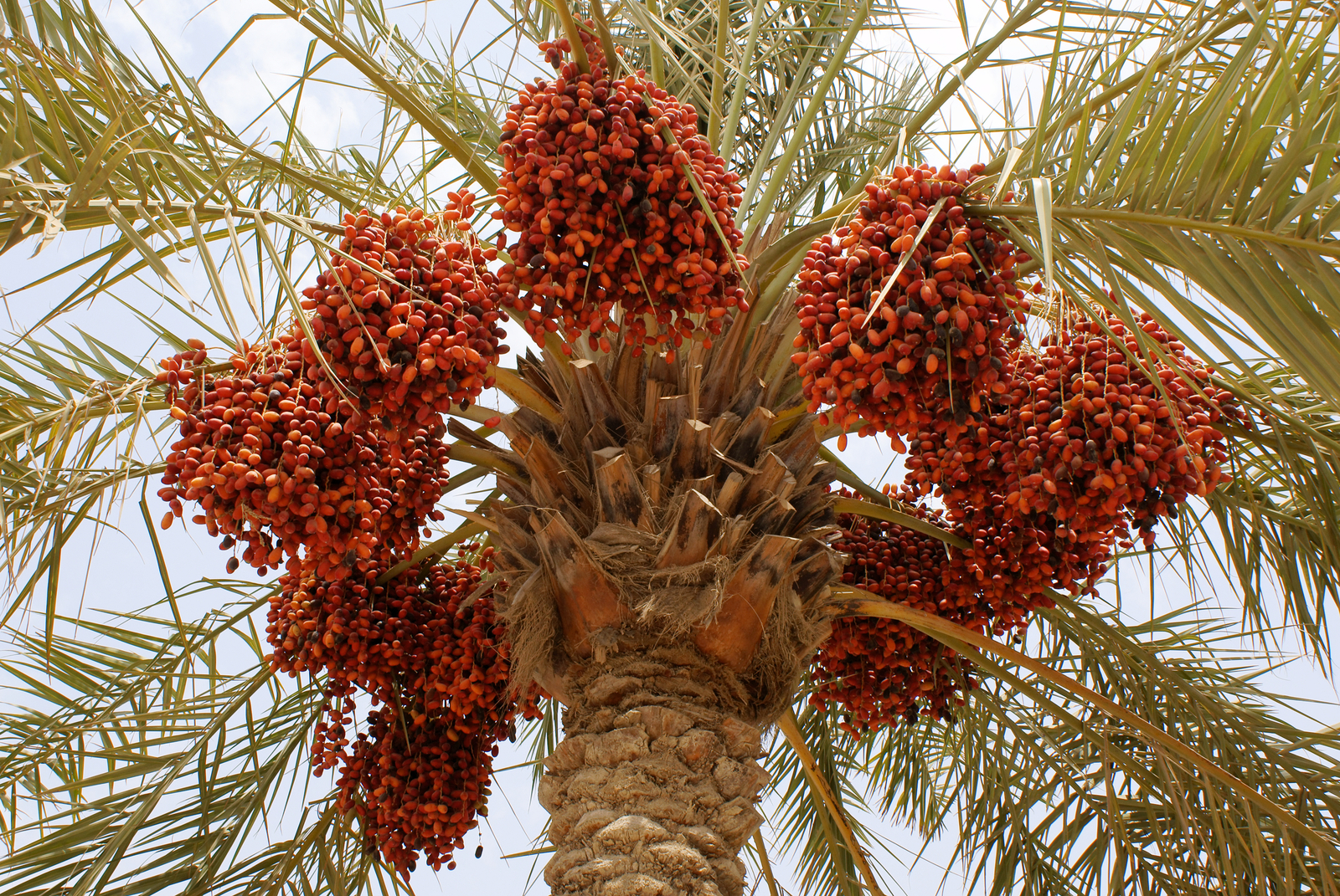 Phoenix dactylifera MEDJOOL DATE PALM Seeds!
