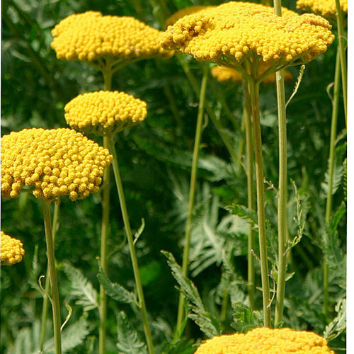 GoldenYarrow Yellow FernLeaf Achillea Filipendulina 300Seeds~BotanicalGardenClub