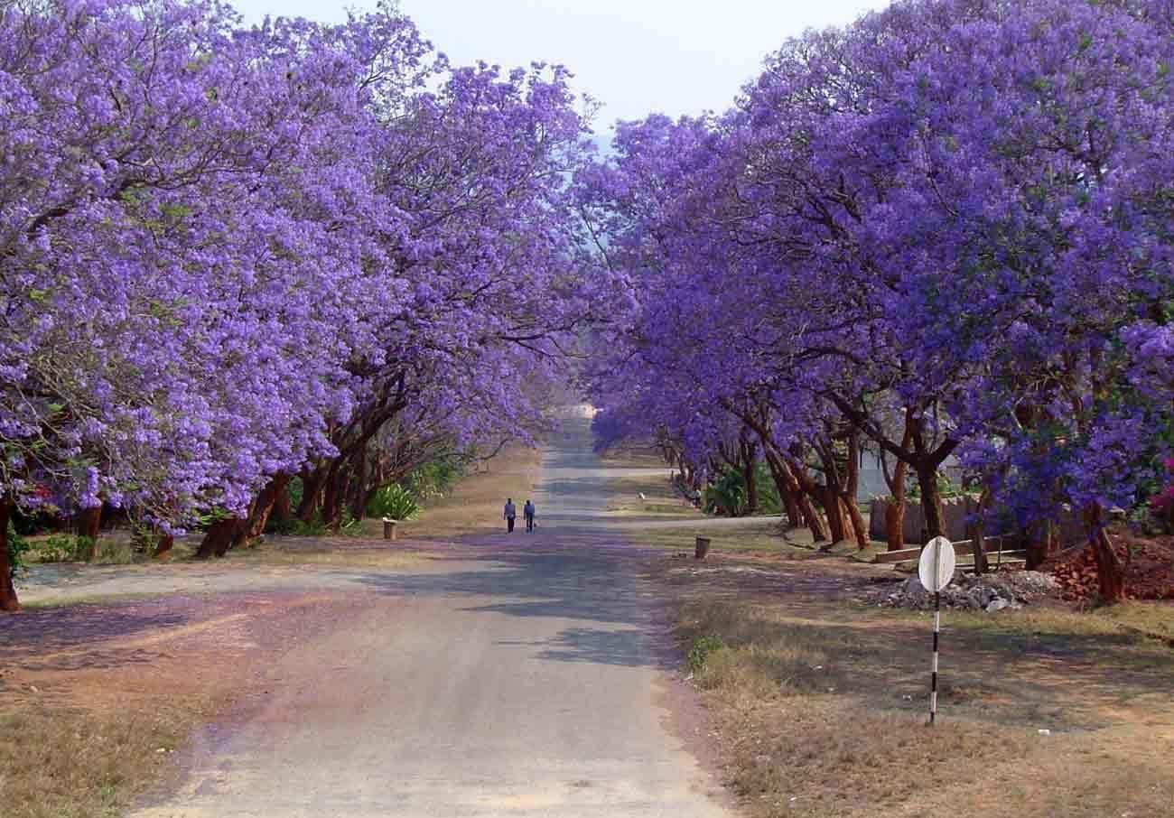Jacaranda Purple Tree Seeds | Lavender Blue Flower Tropical Plant Tree Seed 2024