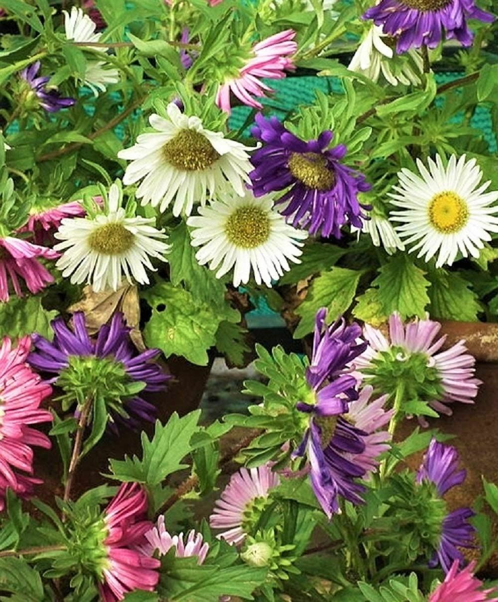 Aster Flower Seeds, Rainbow Aster Flower Seeds, “COOL BEANS N SPROUTS” Brand.
