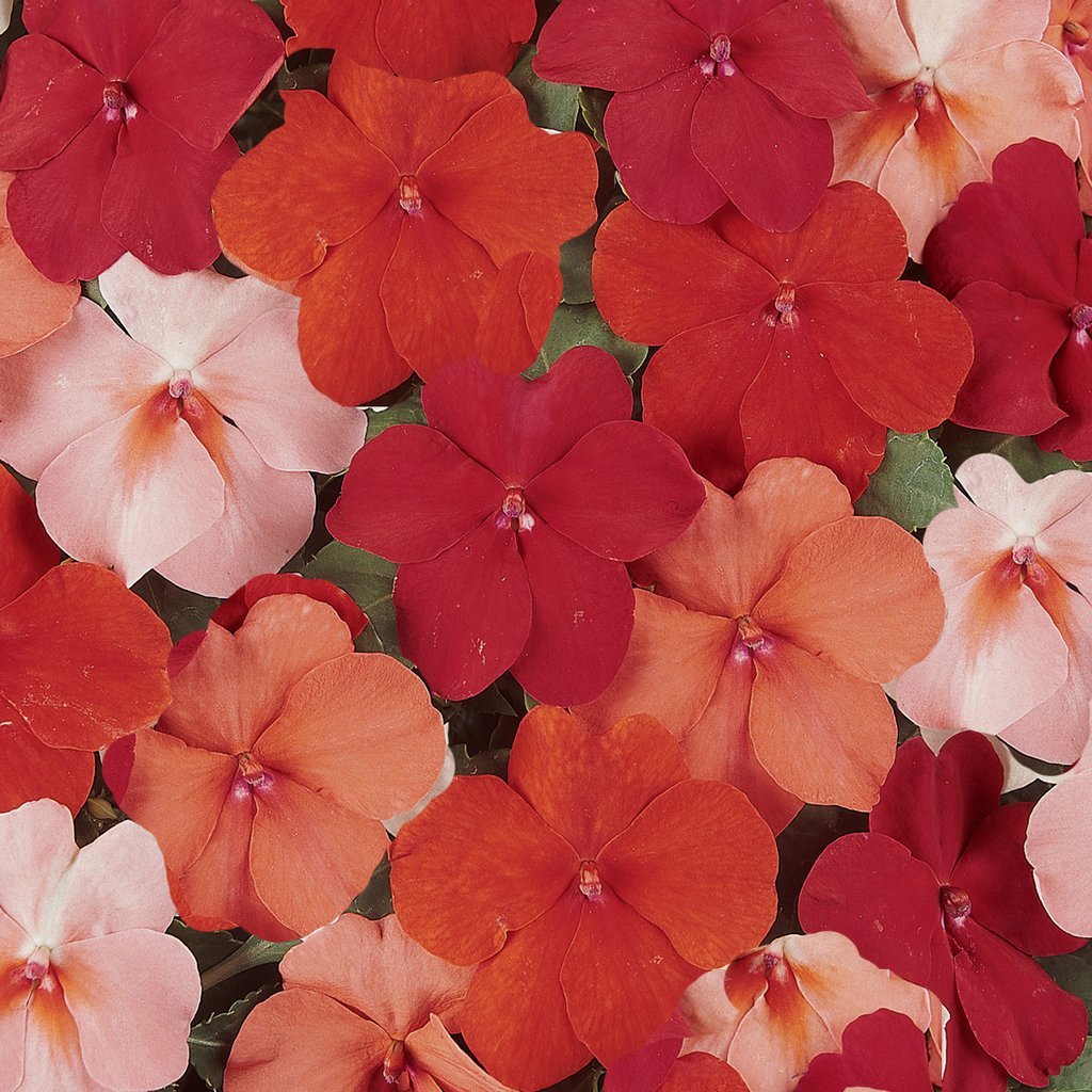 50 Impatiens seeds impatiens sun and shade hot mix fruit punch