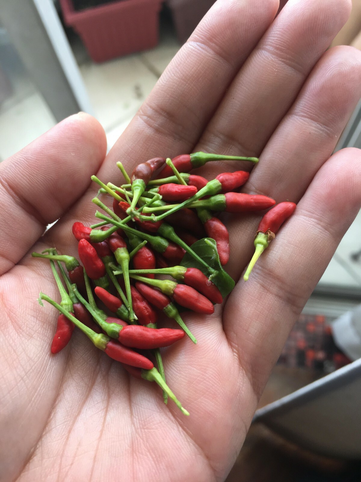 Birds Eye Chili Pepper 20+ Seeds (Very Hot) Filipino Siling Labuyo