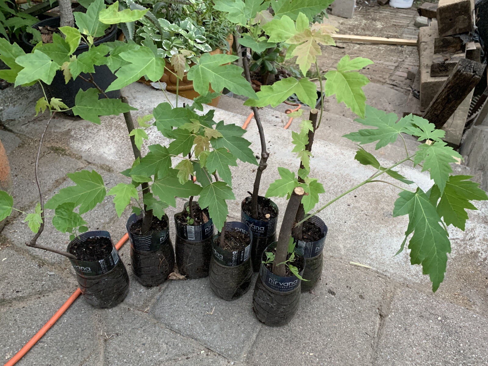 Silver Maple Acer saccharinum (dasycarpum) 1-2 years old