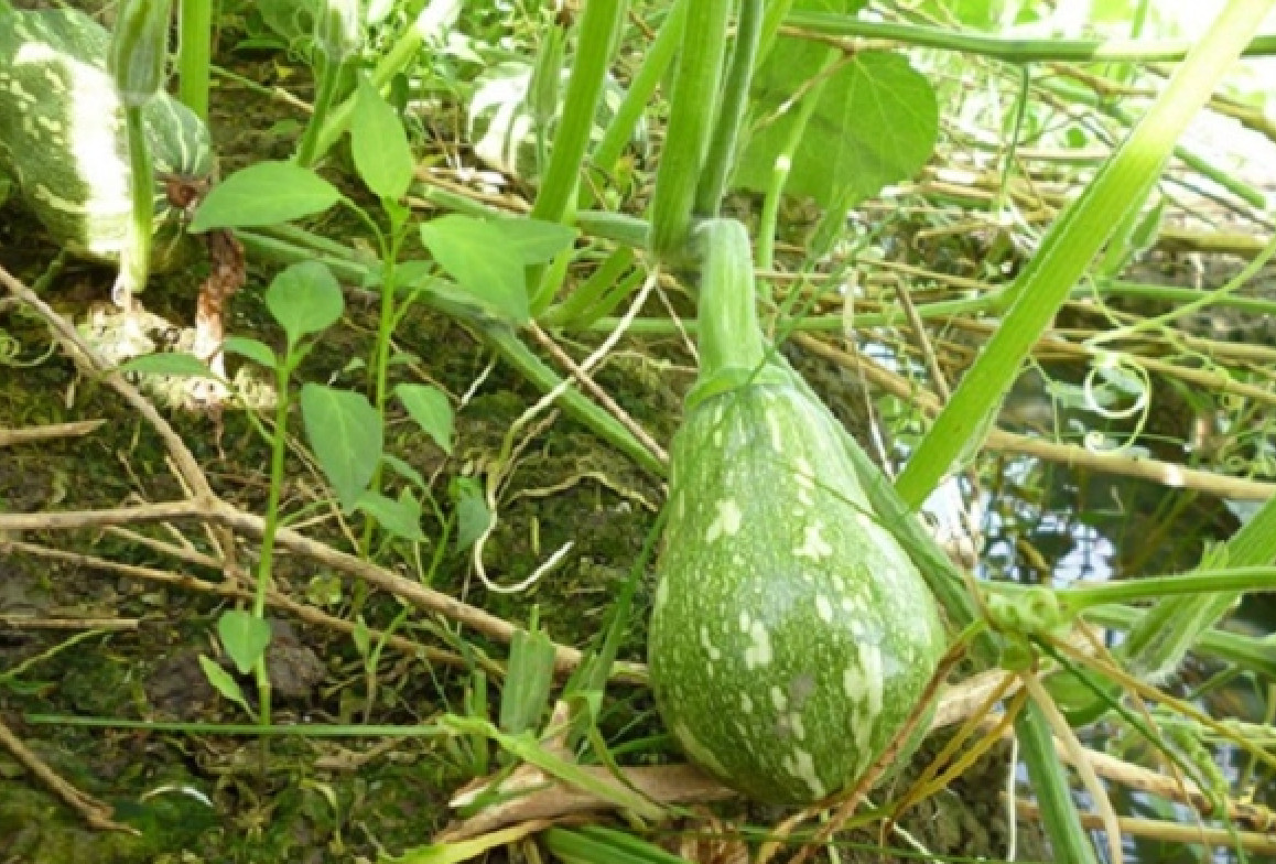 KATORA GOURD, BÍ ĐẬU KAROTA (10 PCS)