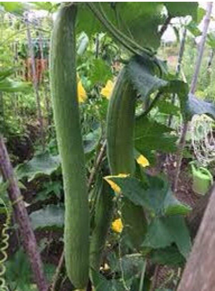 20 Extra Long Smooth Luffa Gourd seeds; 特長絲瓜; muop huong; Thai/Chinese Okra