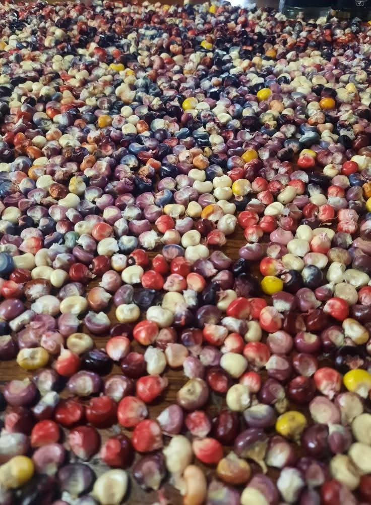 10+ Corn Seeds – RARE – Painted Mountain Flour Corn Seeds – Multicolor