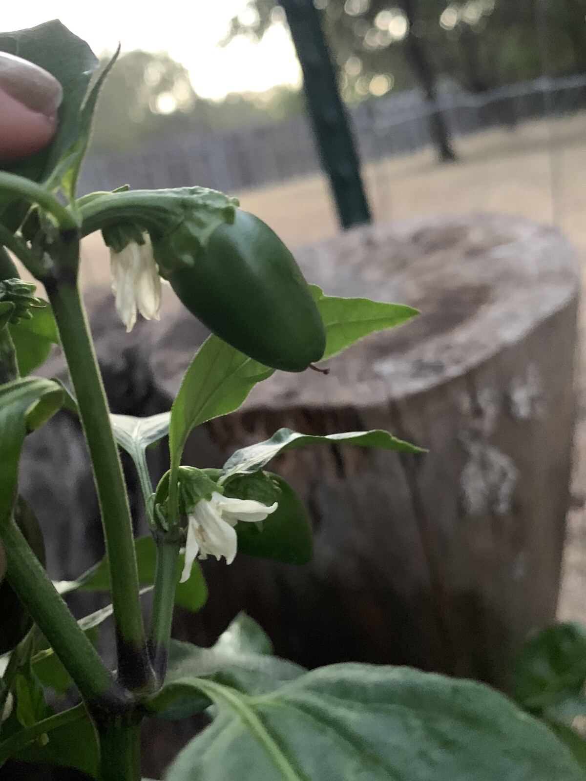 25 Texas Jalapeno Pepper 🌶 Seeds Homegrown Vegetable Garden Fruit USA Organic