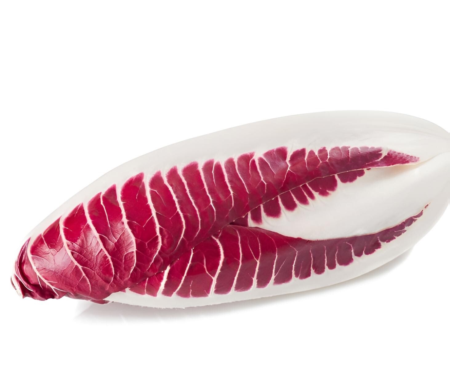 Red Treviso endive seeds. 1000 seeds. Vegetable, tree, flower, grass