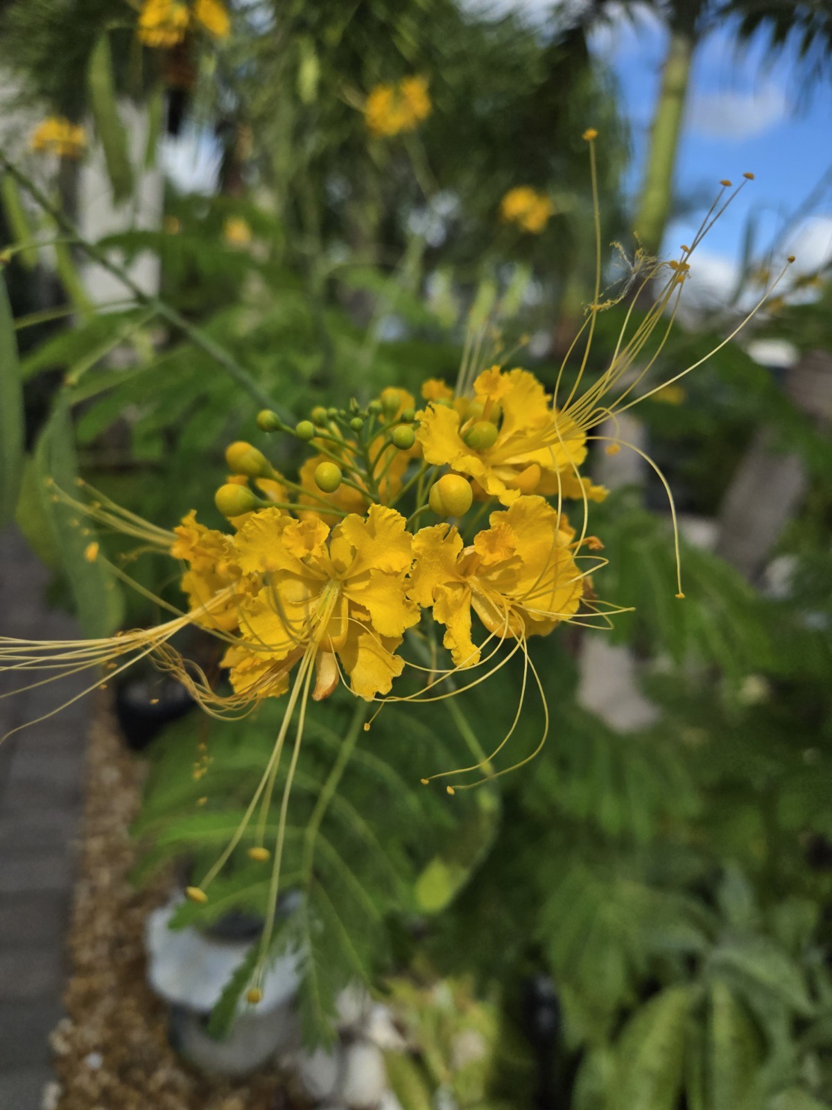 Yellow Pride of Barbados, Caesalpinia Pulcherrima – 20 Seeds 2025 – USA