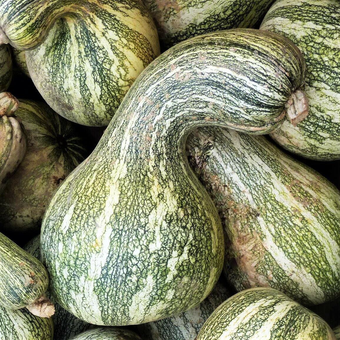 45 CUSHAW GREEN STRIPED PUMPKIN SEEDS FRESH FOR GARDENS