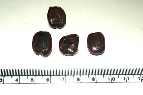 Tamarindus Indica 100 Seeds, Ornamental Tamarind Medicinal Edible Fruit Tree