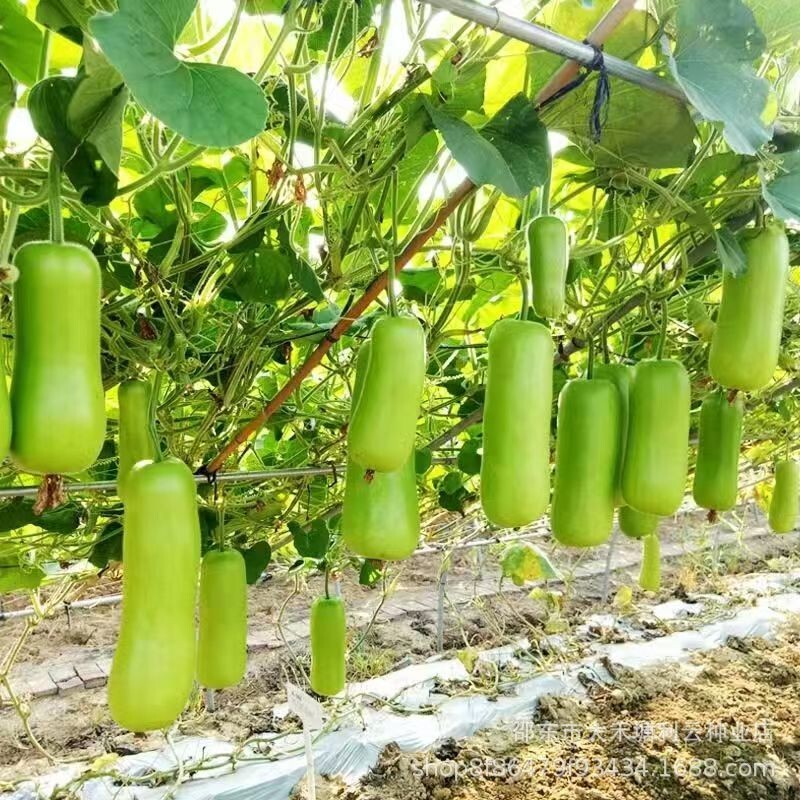 15+Calabash Bottle Gourd Seeds Chinese Pugua Nam Tao Yao Lauki Opo Vegetable USA