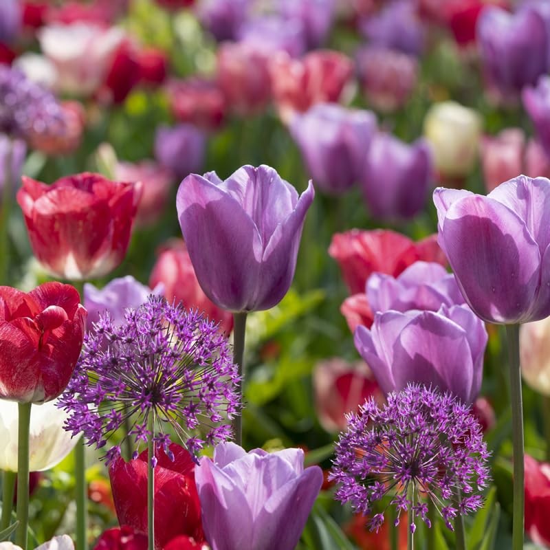 All-in-Flower Garden Kit – 25 Flower Bulbs Per Box – Potluck Planting Berry B…